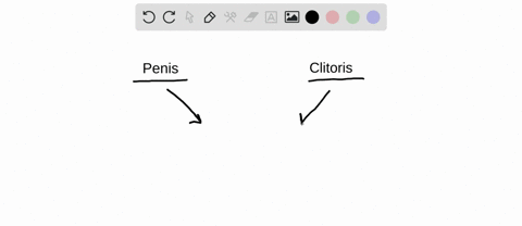 how-are-the-human-penis-and-clitoris-similar-a-they-develop-from-the-same-population-of-embryonic-ce