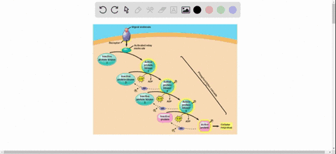 which-of-the-following-is-not-true-of-a-protein-kinase-cascade-a-the-signal-is-amplified-b-a-secon-2