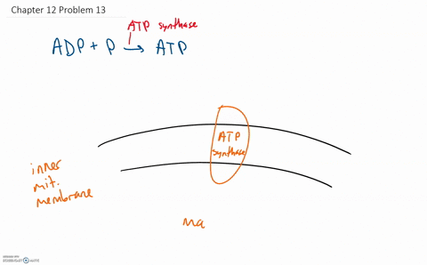 an-important-function-of-the-inner-mitochondrial-membrane-is-to-provide-a-selectively-permeable-barr