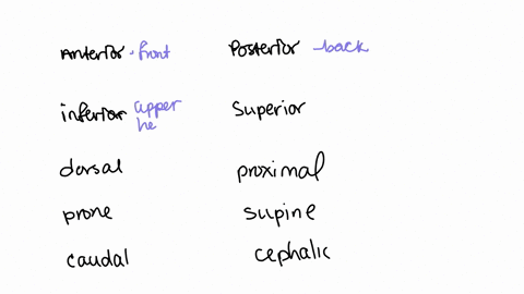 which-of-the-following-medical-terms-is-not-a-correct-pair-of-opposites-beginarraylltext-a-text-ante
