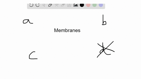 which-type-of-membrane-lines-systems-that-are-open-to-the-outside-cnvironment-such-as-the-respirator