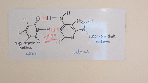 which-base-will-hydrogen-bond-with-uracil-within-an-rna-molecule-draw-the-structure-of-this-base-pai