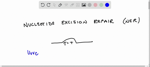 if-a-mutation-eliminated-the-function-of-uvrc-which-aspect-of-nucleotide-excision-repair-would-not-w