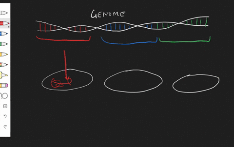 a-set-of-cells-that-host-various-dna-fragments-collectively-representing-an-organisms-entire-set-o-8