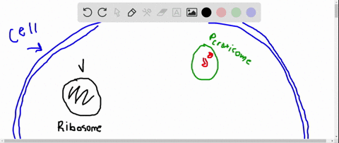 the-enzymes-found-in-peroxisomes-are-synthesized-by-cytosolic-ribosomes-suggest-a-hypothesis-for-how