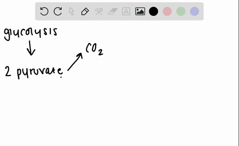 pyruvate-is-oxidized-in-preparation-for-the-citric-acid-cycle-the-oxidation-of-pyruvate-yields-acety
