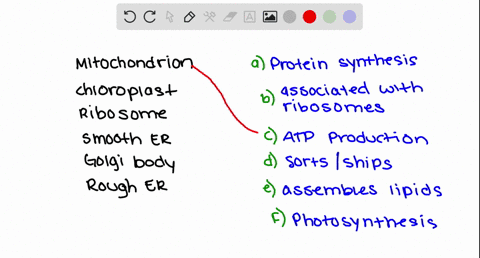 match-each-cell-component-with-its-function-text-mitochondrion-quad-quadquadquadquad-text-a-protein-