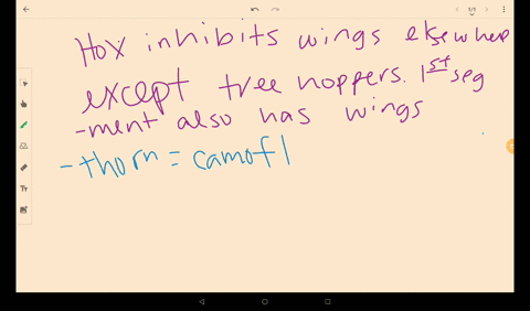 insects-have-three-thoracic-trunk-segments-while-researchers-have-found-insect-fossils-with-wings-on