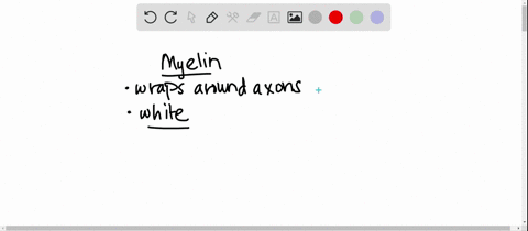 myelinated-axons-make-up-the-brains-________-a-white-matter-b-ventricles-c-gray-matter-d-meninges