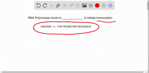 the-rna-polymerase-enzyme-binds-to-initiating-transcription-a-amino-acids-b-trna-c-the-promoter-sequ