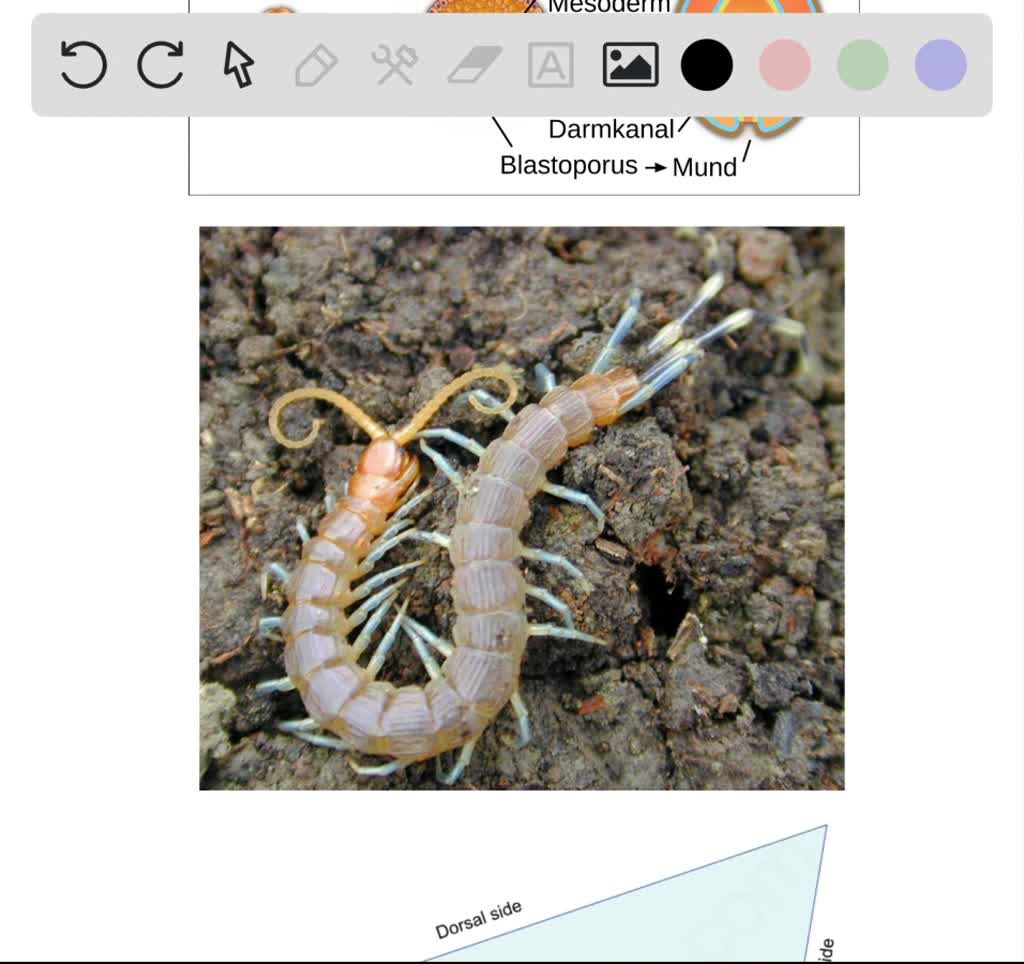 SOLVED:Which is the correct hierarchy of divisions in the animal ...