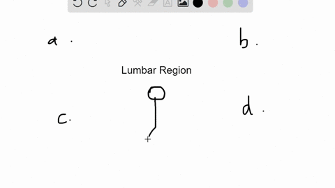 the-lumbar-region-is-__________-a-inferior-to-the-gluteal-region-b-inferior-to-the-umbilical-region-
