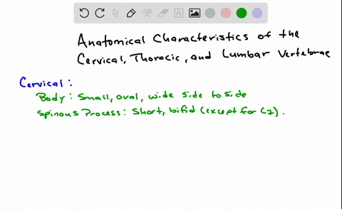 list-at-least-two-specific-anatomical-characteristics-each-for-typical-cervical-thoracic-and-lumbar-