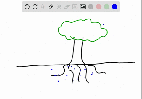 water-transport-from-roots-to-leaves-occurs-mainly-because-of-____-a-pressure-flow-b-differences-in-