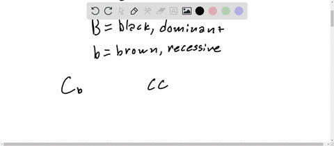 in-rabbits-the-dominant-allele-c-is-required-for-colored-fur-the-recessive-allele-c-makes-the-fur-co
