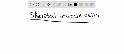 skeletal-muscle-cells-are-a-quad-large-multinucleate-cells-that-arise-by-growth-b-quad-large-multinu