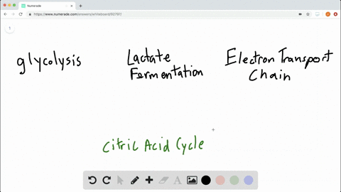 most-mathrmco_2-from-catabolism-is-released-during-a-glycolysis-b-the-citric-acid-cycle-c-lactate-fe