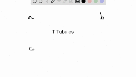 the-function-of-the-t-tubules-in-muscle-contraction-is-to-a-make-and-store-glycogen-b-release-mathrm