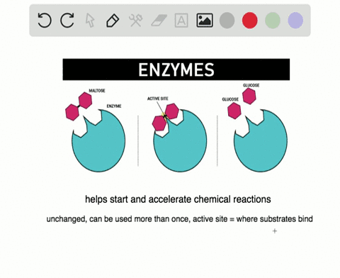 which-of-the-following-statements-about-enzymes-is-incorrect-a-enzymes-can-initiate-chemical-reactio