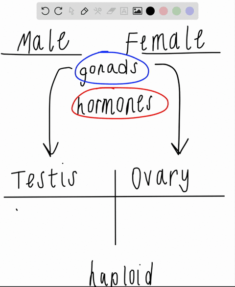 how-are-the-human-male-and-female-reproductive-tracts-similar-and-how-are-they-different-how-are-the