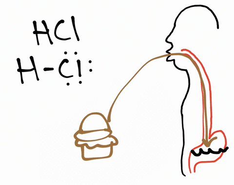 what-is-the-main-component-of-stomach-acid-why-do-we-have-stomach-acid
