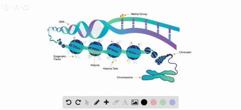 which-of-the-following-statements-about-epigenetic-regulation-is-false-a-histone-protein-charge-beco