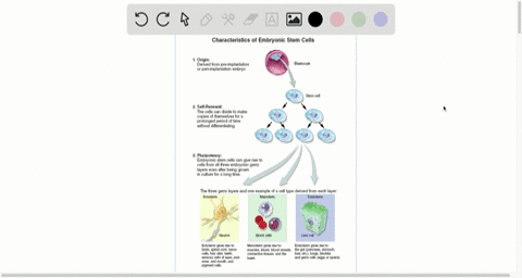 discuss-two-reasons-why-the-therapeutic-use-of-embryonic-stem-cells-can-present-a-problem