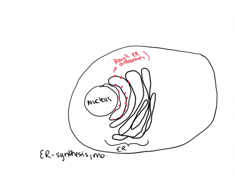 describe-the-structure-and-function-of-the-endoplasmic-reticulum-smooth-and-rough-and-the-golgi-appa