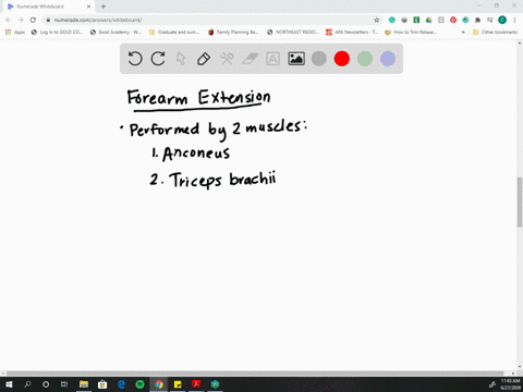 which-muscle-extends-the-forearm-a-biceps-brachii-b-triceps-brachii-c-brachialis-d-deltoid