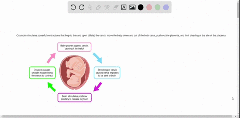which-hormone-is-primarily-responsible-for-the-contractions-during-labor-a-oxytocin-b-estrogen-c-bet