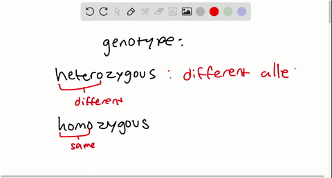 the-genotype-of-a-person-with-two-copies-of-the-same-allele-is-_______________-and-the-genotype-of-a