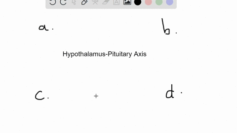 the-hypothalamus-is-functionally-and-anatomically-connected-to-the-posterior-pituitary-lobe-by-a-bri