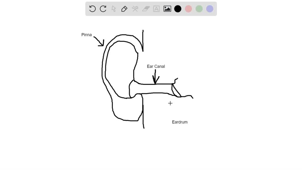 The external acoustic meatus is an opening in the bone. | Numerade