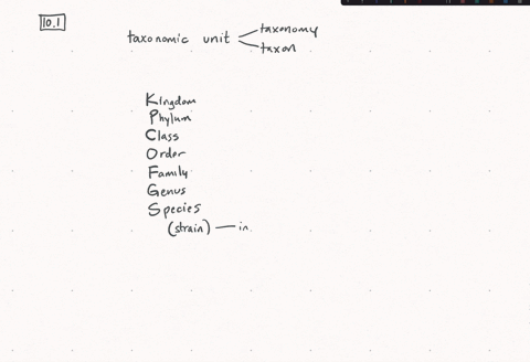 which-of-the-following-is-the-newest-taxonomic-unit-a-strain-d-species-b-family-e-domain-c-order