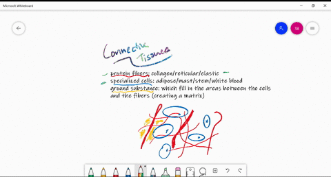 what-features-do-all-connective-tissues-have-in-common-page-66