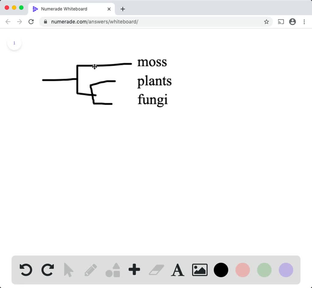 SOLVED:Explain How Mycorrhizal Fungi May Have Evolved From Ancestors ...