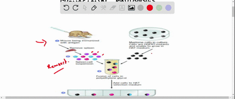 explain-why-the-process-of-cell-fusion-is-necessary-to-produce-monoclonal-antibodies-used-for-resear