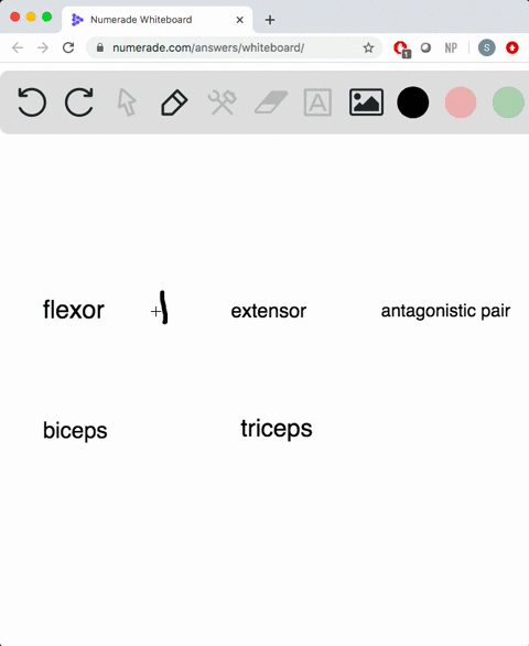 SOLVED How Do Antagonistic Muscle Pairs Move Bones Give An Example Of 