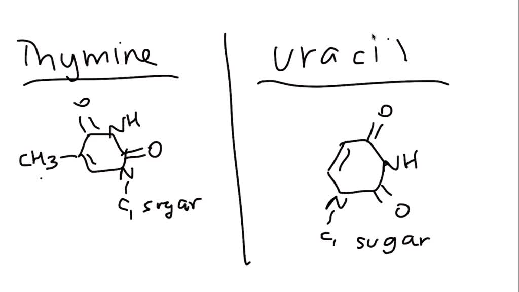 SOLVEDHow do the bases thymine and uracil differ?