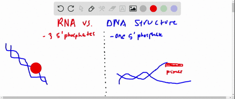 most-rna-molecules-have-three-phosphate-groups-at-the-5prime-end-but-dna-molecules-never-do-explai-2