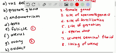 match-each-function-with-the-correct-structure-a-vas-deferens-b-prostate-gland-c-endometrium-d-tes-7