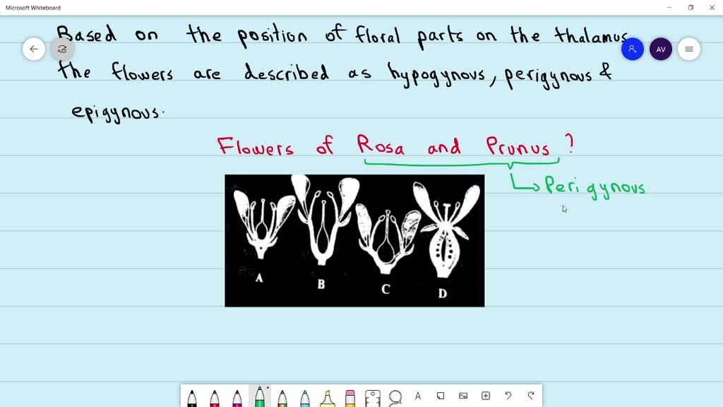 SOLVEDBased on the position of floral parts on thalamus, the flowers
