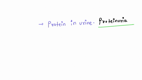 why-is-protein-in-the-urine-a-sign-of-kidney-damage-what-structures-in-the-kidney-are-probably-aff-2