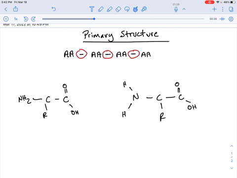 what-type-of-bonding-occurs-in-the-primary-structure-of-a-protein