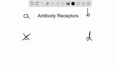 how-do-vertebrates-generate-millions-of-different-antibody-receptor-stem-cells-a-by-mutation-of-a-fe