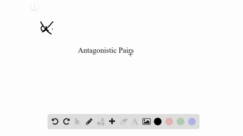 arm-muscles-and-leg-muscles-are-arranged-in-antagonistic-pairs-how-does-this-affect-their-function-2