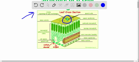 which-of-the-following-would-be-absent-in-a-leaf-a-spongy-mesophyll-b-palisade-mesophyll-c-pericycle