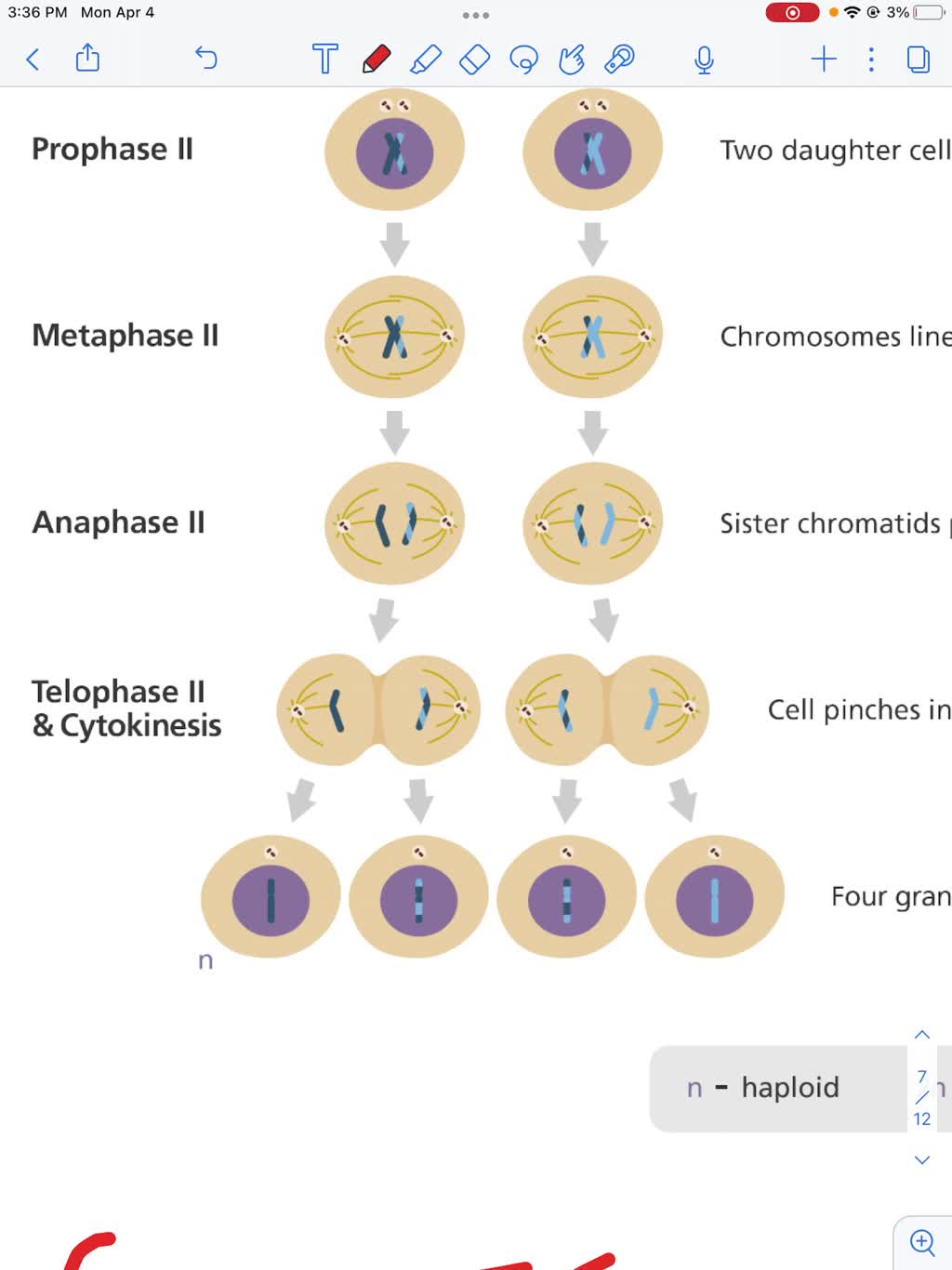 SOLVED:Why is it important that meiosis creates gametes that are not ...