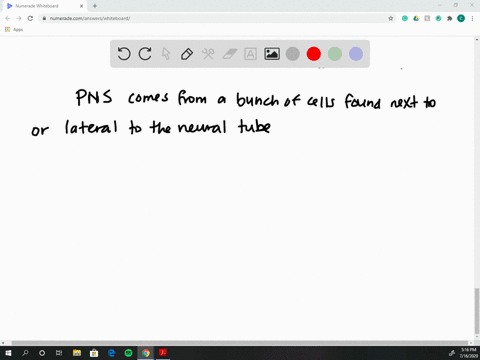 which-structure-is-associated-with-the-embryologic-development-of-the-peripheral-nervous-system-a-ne
