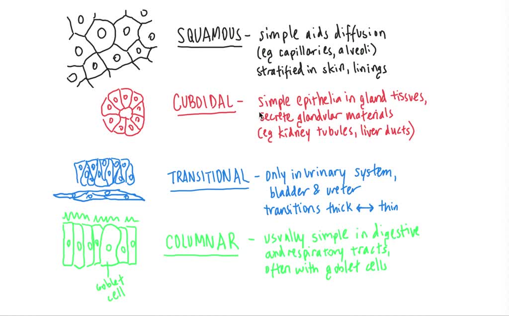 Which Best Describes Simple Cuboidal Epithelium Multiple Choice Question